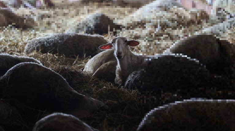 ΠΡΟΒΑΤΟ ΘΕΣΣΑΛΙΑ