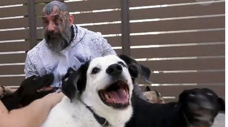 pet