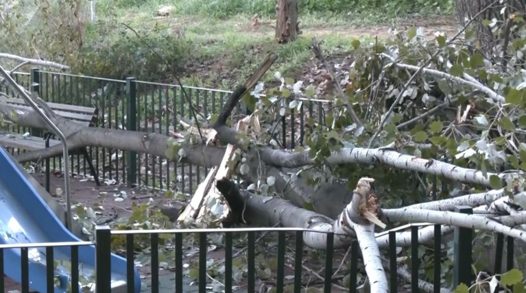 ΠΑΙΔΙΚΗ ΧΑΡΑ ΠΤΩΣΗ ΔΕΝΤΡΟΥ