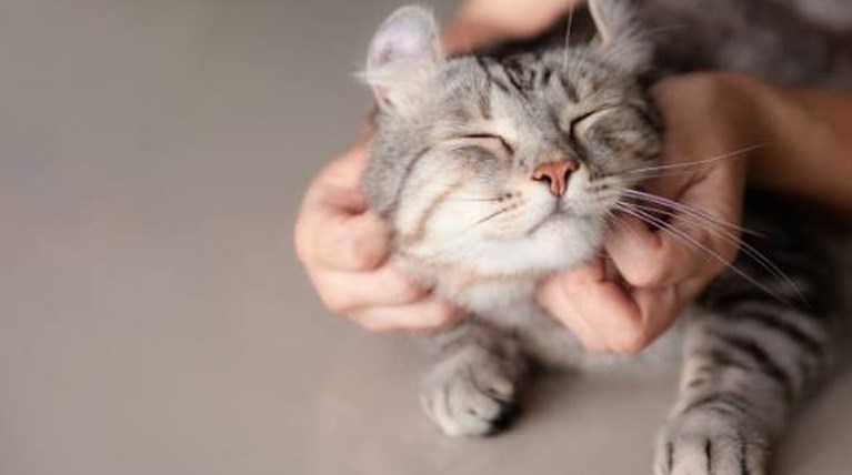 gata