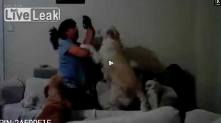 Σκυλιά εμποδίζουν κακοποίηση παιδιού