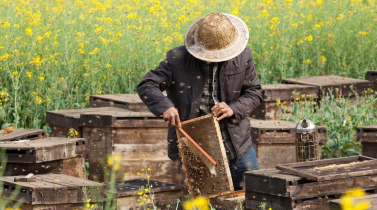 Επιχορήγηση 1.18 εκατ. ευρώ σε  μελισσοκόμους