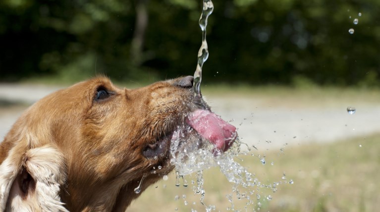Βάλτε λίγο νεράκι σήμερα στα αδέσποτα
