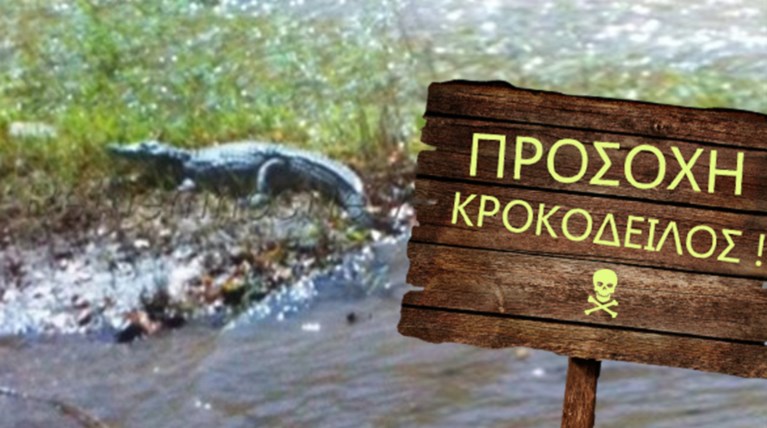 Ερπετολόγος Λυμπεράκης στο theTOC.gr: Πως θα κινηθεί ο κροκόδειλος;