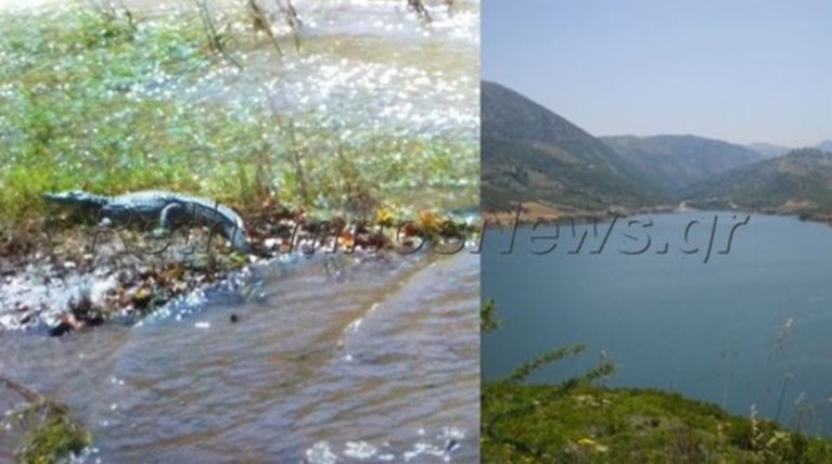 Ολα έτοιμα για τον Σήφη τον κροκόδειλο