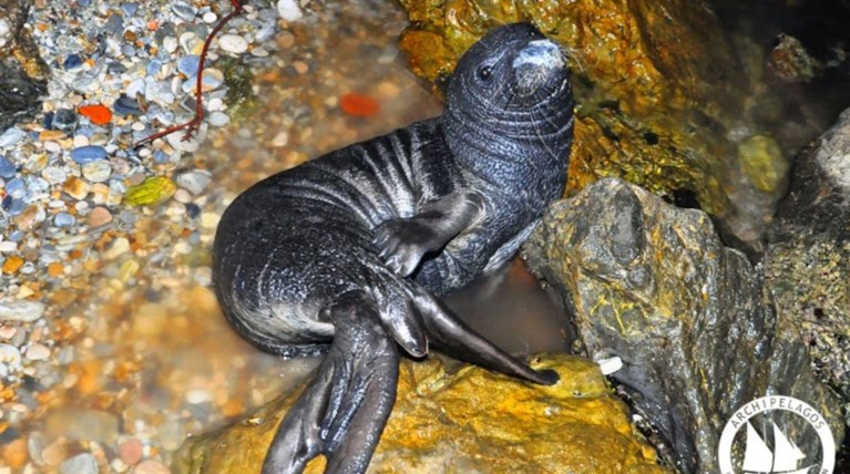 Η φώκια της Σάμου κολυμπά ανενόχλητη μαζί με τους λουόμενους!