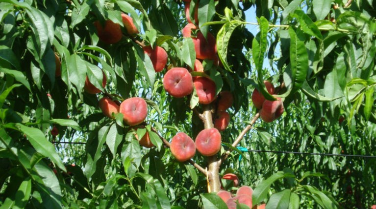 EUobserver: Μέχρι 30 εκ. ευρώ θα δώσει η ΕΕ για ροδάκινα και νεκταρίνια