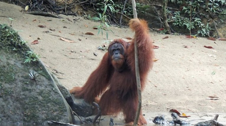 Ενας πανέξυπνος ουρακοτάγκος