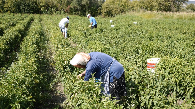 Ερχεται πρόστιμο για αγροτικές επιδοτήσεις επί υπουργίας Χατζηδάκη