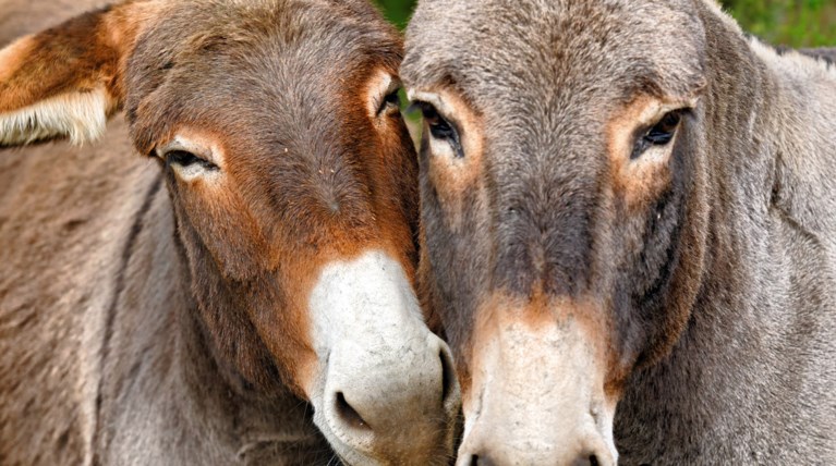 Πολωνία: Κέρδισαν το δικαίωμα στο σεξ δύο... γαϊδούρια