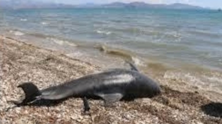 Ηράκλειο: Νεκρό δελφίνι εκβράστηκε σε παραλία
