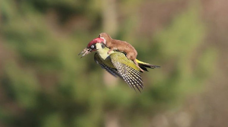 Απίστευτο: Νυφίτσα πετάει πάνω σε δρυοκολάπτη!