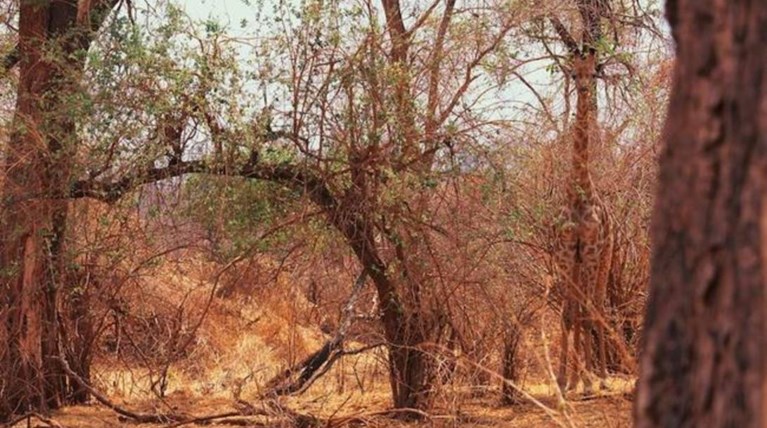 Καμηλοπάρδαλη κρυμμένη στα κλαδιά