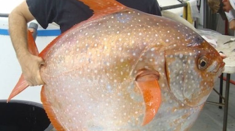 Ωπα! Το πρώτο θερμόαιμο ψάρι