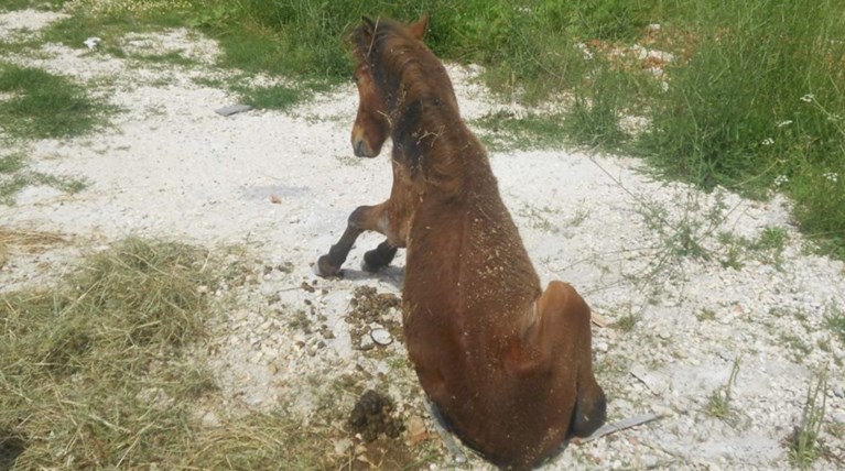 Φρίκη! Αγριος ακρωτηριασμός αλόγου στα Ιωάννινα