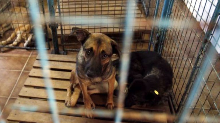 Σοκ! Εξάγουν σκυλιά από την Πάτρα στη Γερμανία για κτηνοβασία