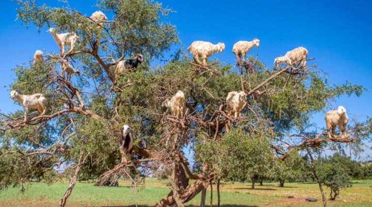 Η φύση κάνει...τέχνη και προσφέρει υπέροχες εικόνες  ( φωτό)