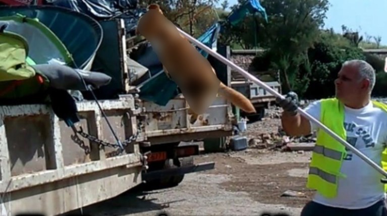 Καταγγέλλουν ότι μετανάστες έτρωγαν αδέσποτα σκυλιά