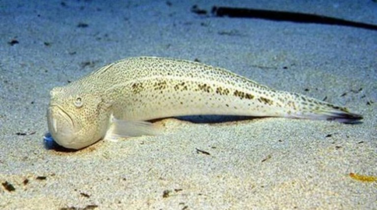 Δράκαινα δάγκωσε στο λαιμό 15χρονο στη Ζαχάρω!