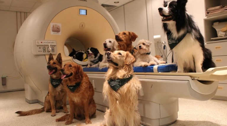 Τι καταλαβαίνει ο σκύλος σου όταν του μιλάς;