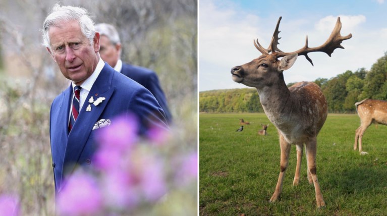 O πρίγκιπας Κάρολος τράκαρε με ένα ...ελάφι στο βασιλικό κτήμα