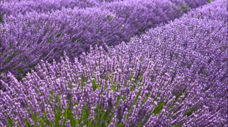 Αγχολυτικά από τη φύση στο ντουλάπι σας