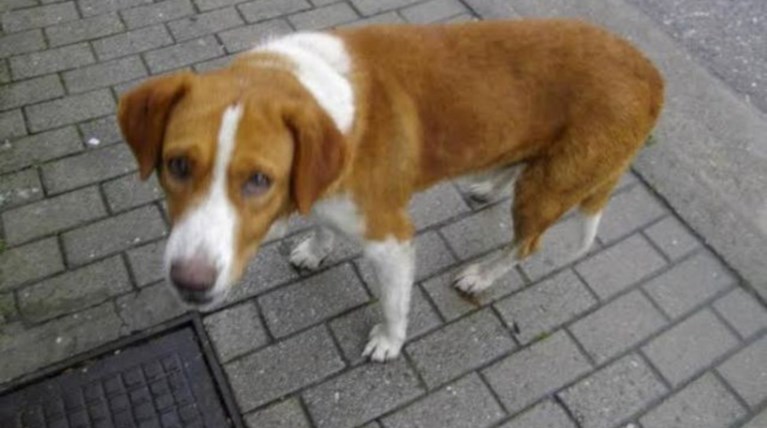 Θηριωδία: Σκότωσαν και κρέμασαν σκύλο στη Χαλκιδική