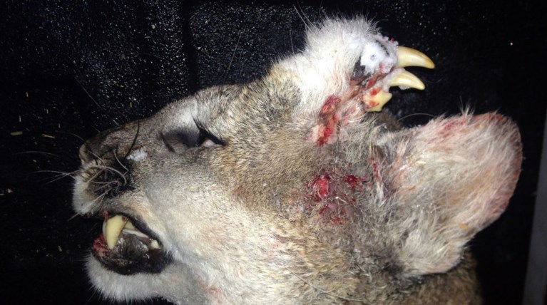 Σοκαρισμένοι οι βιολόγοι με λιοντάρι που είχε δόντια στο μέτωπό του