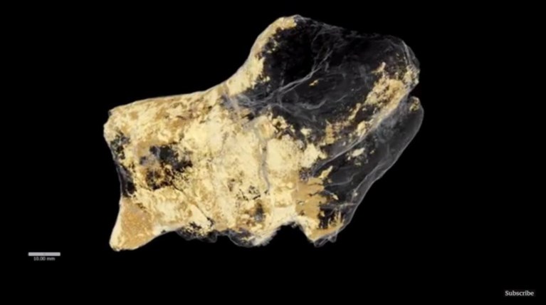 Απολιθωμένο εγκέφαλο ενός δεινοσαύρου ανακάλυψαν οι επστήμονες