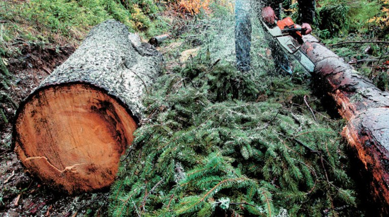 Πέλλα:Εκοβε ξύλα και καταπλακώθηκε από δέντρο