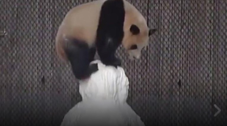 Ενα panda παίζει με έναν χιονάνθρωπο σε ένα απίστευτα χαριτωμένο βίντεο
