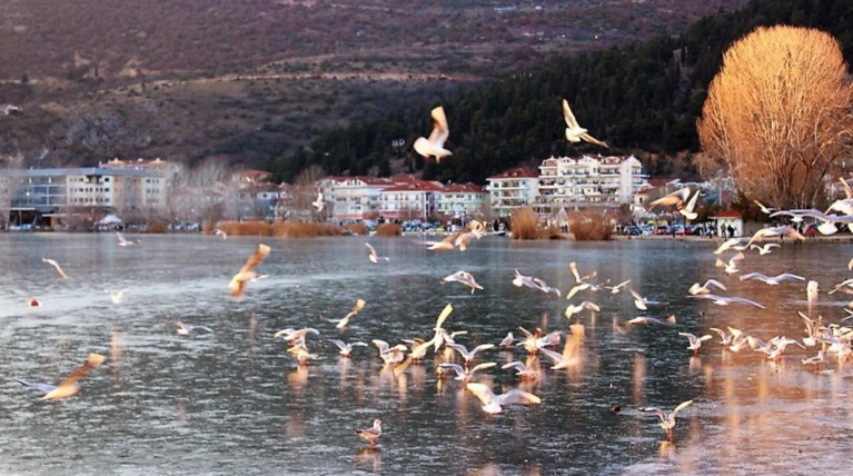 Γιατί δεν πρέπει να ταΐζετε τους παγιδευμένους στον πάγο κύκνους