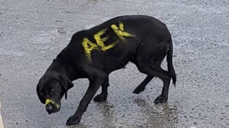 Οπαδός «ντροπή» της ΑΕΚ έγραψε με μπογιά στο σώμα σκύλου