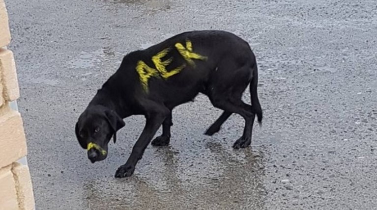Η ΑΕΚ πρότεινε να υιοθετήσει τον σκυλάκο που έβαψαν κίτρινο