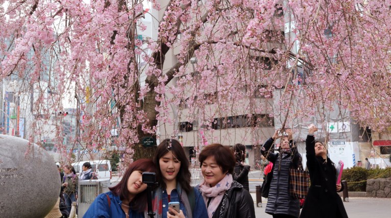 Οι κερασιές άνθισαν και επίσημα στο Τόκιο βάφοντας την πόλη ροζ [Εικόνες]