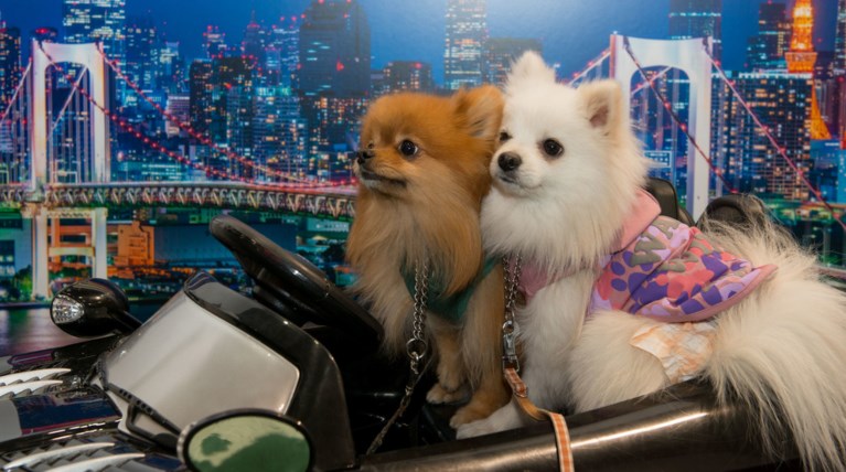 Σκυλίσια ζωή: Οταν οι τετράποδοι φίλοι μας... το ρίχνουν έξω