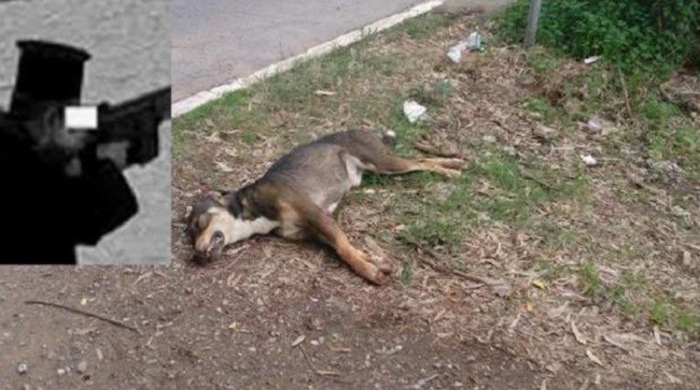 Ιερέας σκότωσε δύο σκυλιά μπροστά σε μικρά παιδιά στην Πάτρα