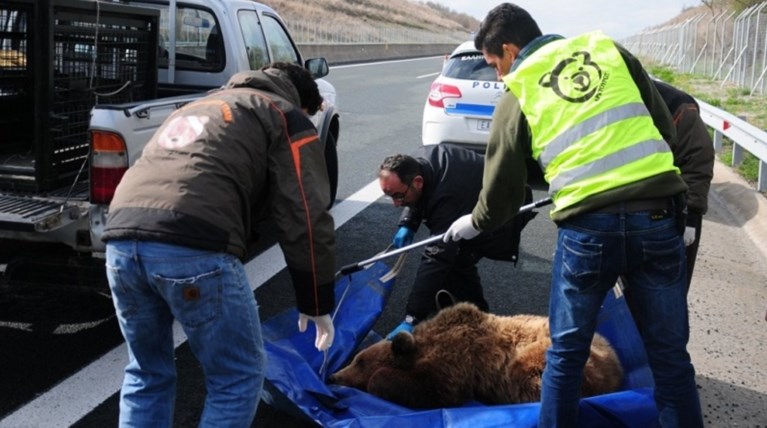 Νέο δυστύχημα με νεκρή αρκούδα στην Καστοριά