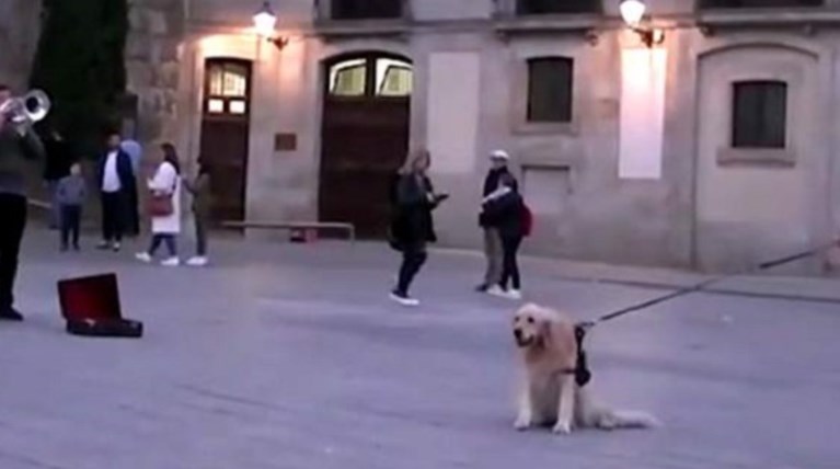 Υπέροχο γκόλντεν ριτρίβερ μένει εκστασιασμένο από τη μουσική