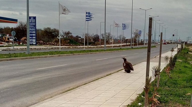 Η απρόσμενη επίσκεψη ενός μαυρόγυπα στην Αλεξανδρούπολη
