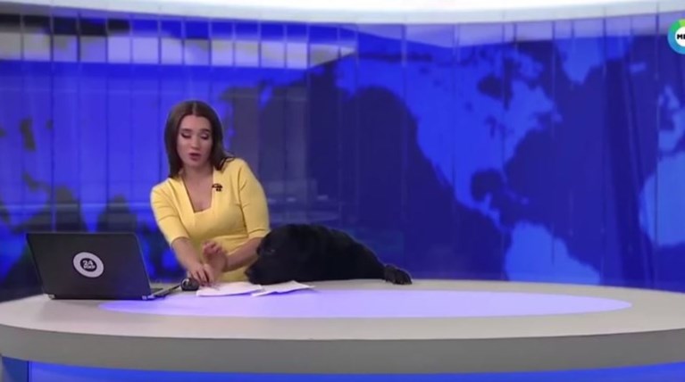 Λαμπραντόρ εισβάλλει σε στούντιο την ώρα του δελτίου ειδήσεων [Βίντεο]