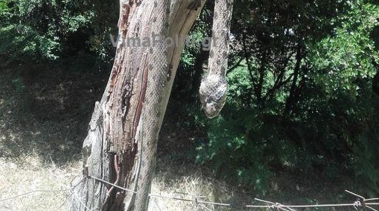 Φίδι-"ανακόντα" 2.5 μέτρων αναστάτωσε χωριό στα Άγραφα! -φωτό