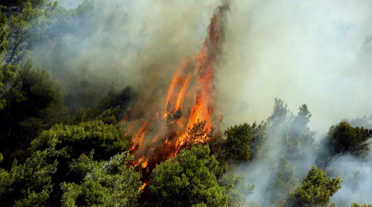 Μεγάλη φωτιά σε δασική έκταση στο Κρυονέρι (ΦΩΤΟ)
