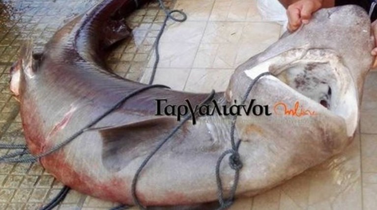Ψαράδες στην Μαραθόπολη έπιασαν καρχαρία 180 κιλών