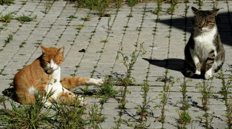 Αίθριος ο καιρός σε όλη τη χώρα - έως 35 βαθμούς η θερμοκρασία
