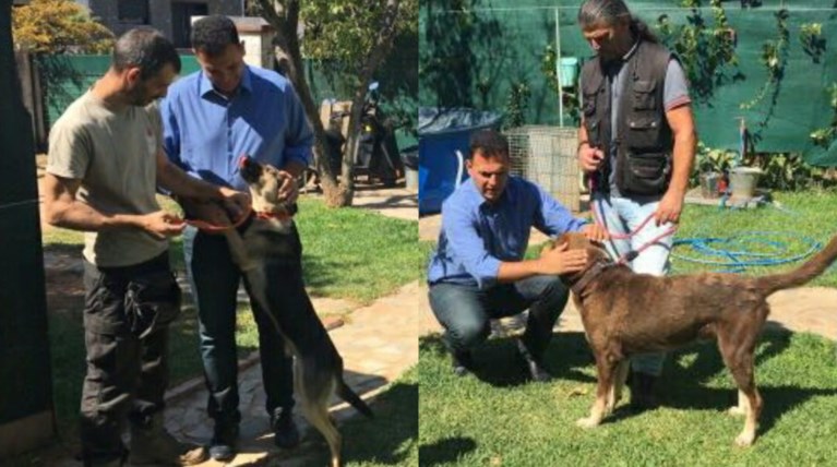 Πρόγραμμα υιοθεσίας αδέσποτων ζώων που τραυματίστηκαν στις φωτιές