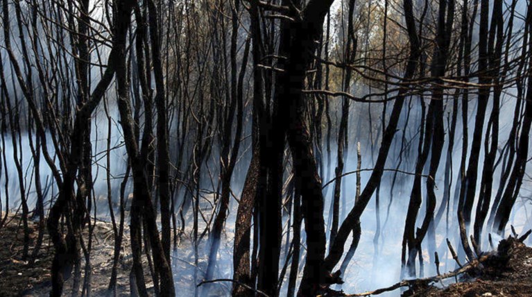 Σε ύφεση οι πυρκαγιές που ξέσπασαν στην Κέρκυρα