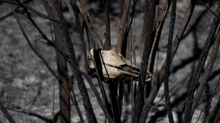 Στο έλεος πυρκαγιών ξανά η βόρεια Πορτογαλία, βρέθηκε απανθρακωμενος άνδρας