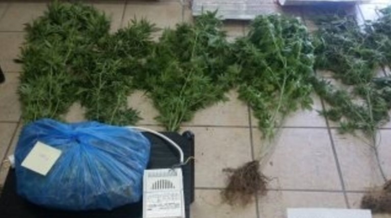 Με τα δενδρύλλια κάνναβης από τη Ζηρού στο Τμήμα Ασφαλείας Πρέβεζας