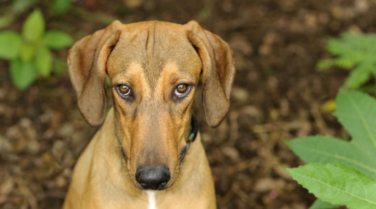 Εβαλε σιγαστήρα στο όπλο και πυροβόλησε τον σκύλο έξω από σχολείο
